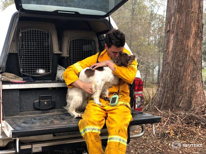 Taylor, la perra que ayuda a salvar koalas en los incendios de Australia