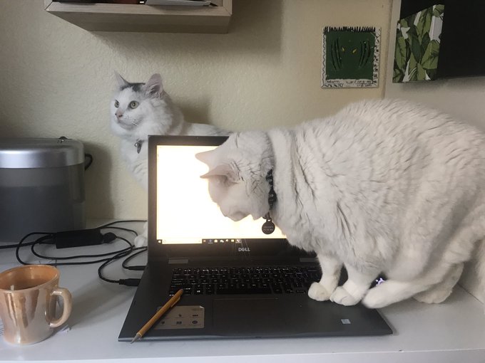 Cuando tus mascotas se convierten en tus compañeros de trabajo