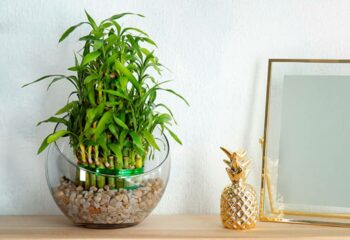 Dale un toque mágico a tu hogar decorando con las plantas de la buena suerte