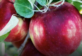 Razones saludables para incluir la manzana en tus comidas