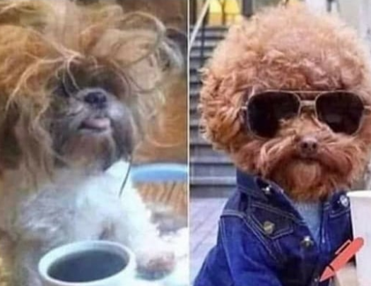 Cuando mando audio vs cuando tengo una meet por zoom