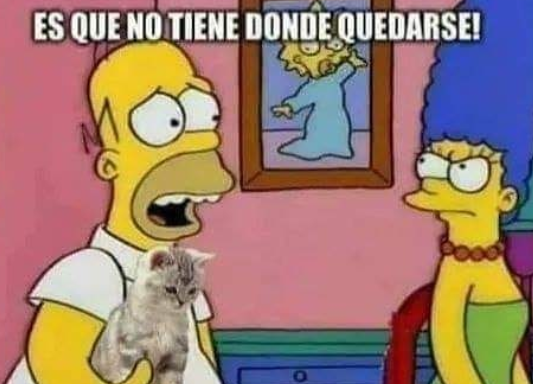 Mira lo que es este michi