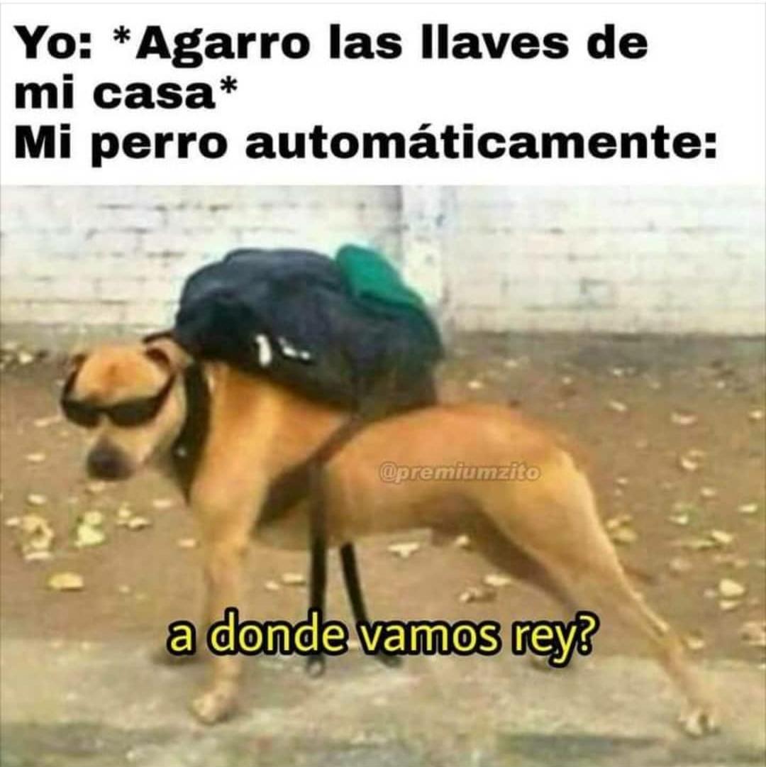 Mi perro siempre