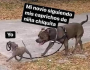 Si tuviera uno