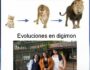 Evoluciones